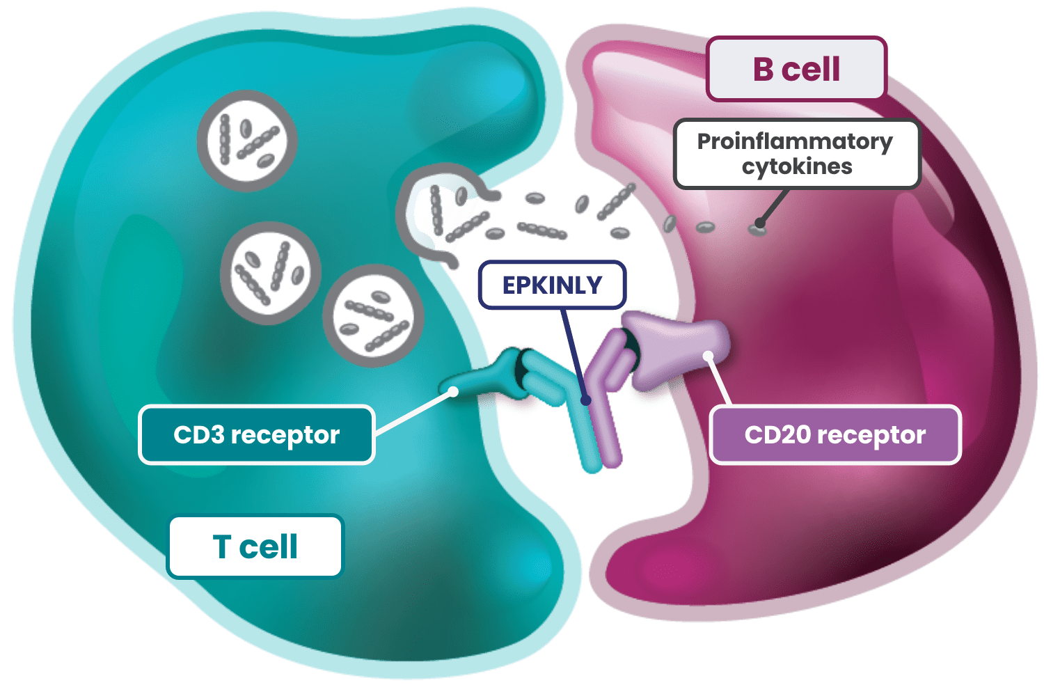 EPKINLY® targets CD3/CD20.